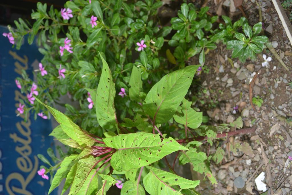 Mount Valley Mama Cottage Rishikesh Bagian luar foto