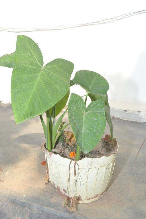 Mount Valley Mama Cottage Rishikesh Bagian luar foto