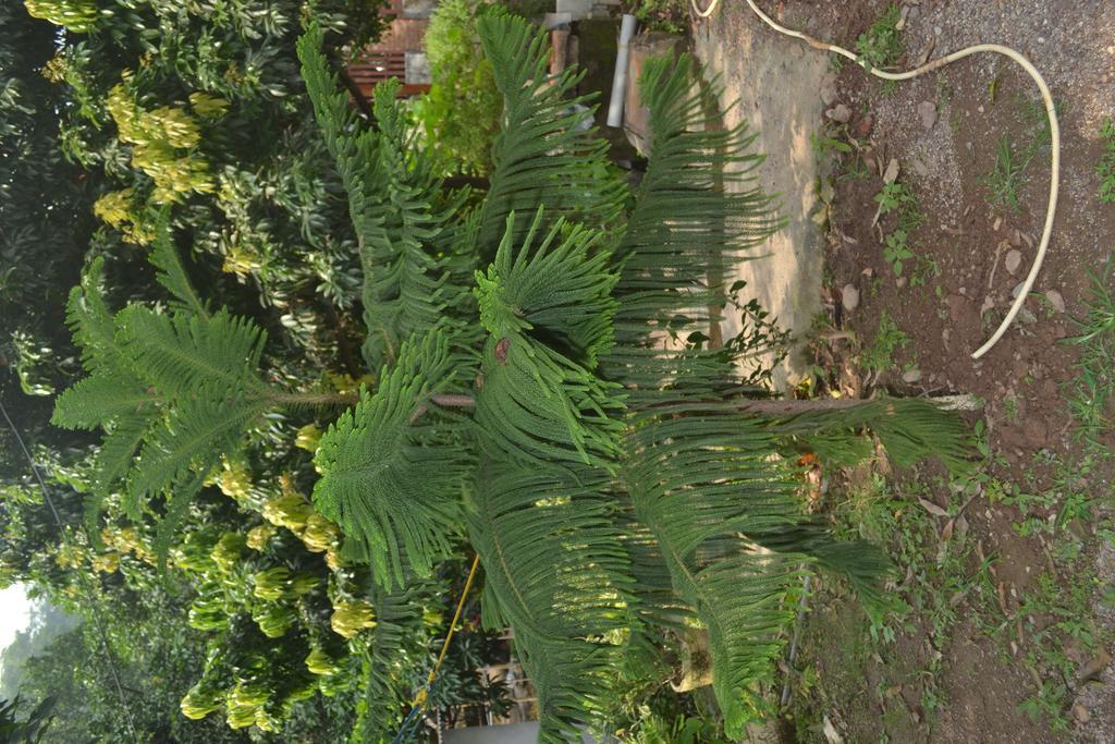 Mount Valley Mama Cottage Rishikesh Bagian luar foto